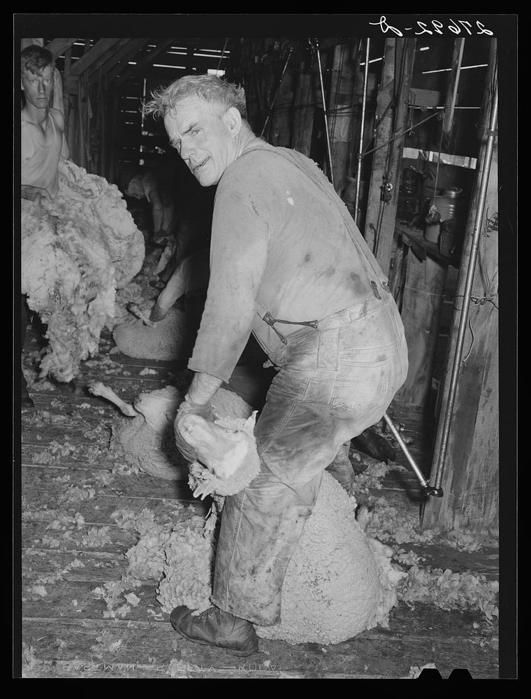 Shearing sheep. Rosebud County, Montana. Sourced from the Library of Congress.