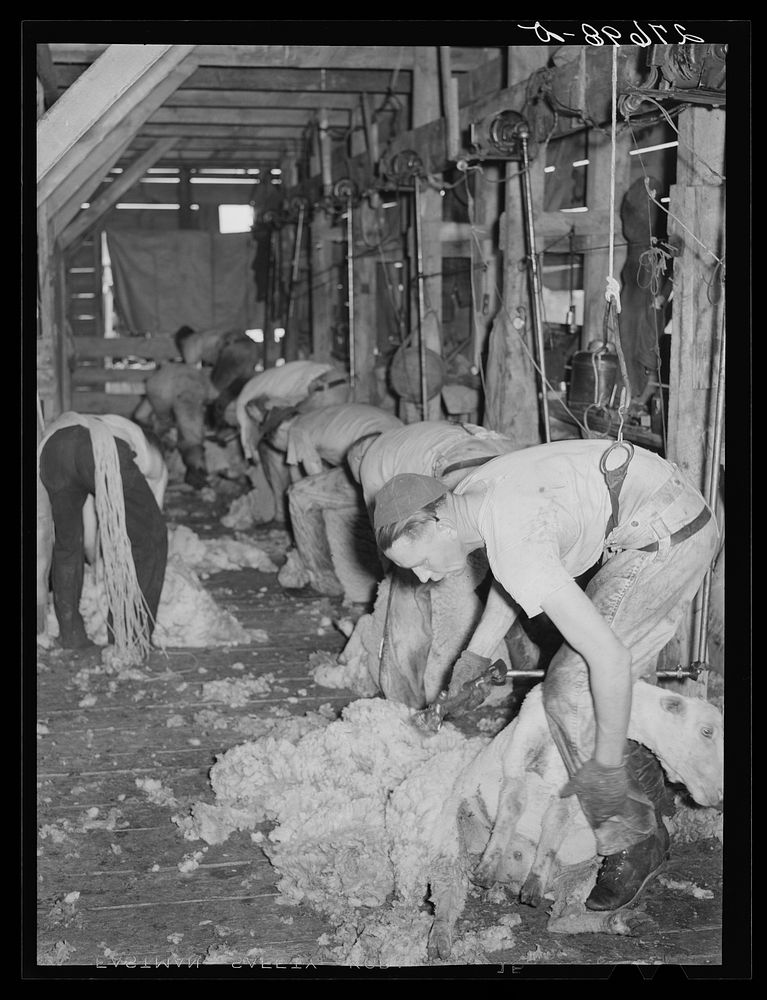 [Untitled photo, possibly related to: Shearing sheep. Rosebud County, Montana]. Sourced from the Library of Congress.