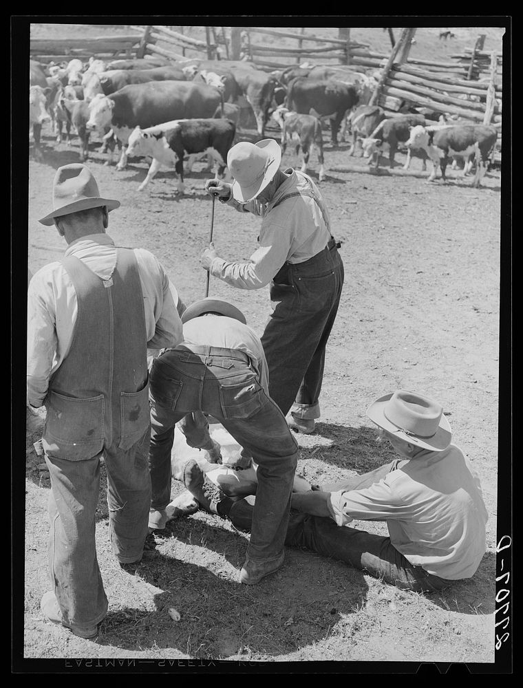 Branding and castrating. William Tonn ranch, Custer County, Montana. Sourced from the Library of Congress.