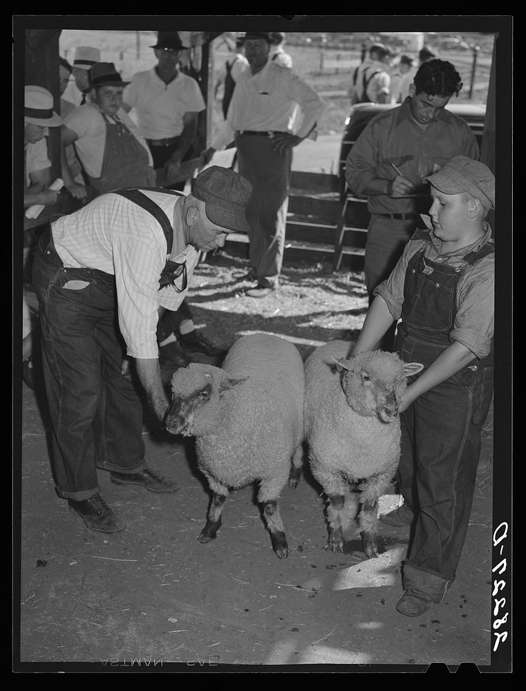 Farmer and son with 4-H Club lambs at auction. Central Iowa Fair, Marshalltown, Iowa. Sourced from the Library of Congress.