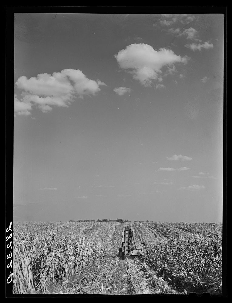 Mechanical corn-picker harvesting hybrid seed corn. Robinson farm, Marshall County, Iowa. Sourced from the Library of…