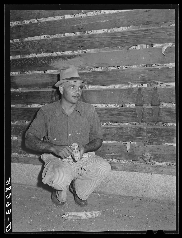 [Untitled photo, possibly related to: Luther Passmore, farmer, with hybrid corn. Polk County, Iowa]. Sourced from the…