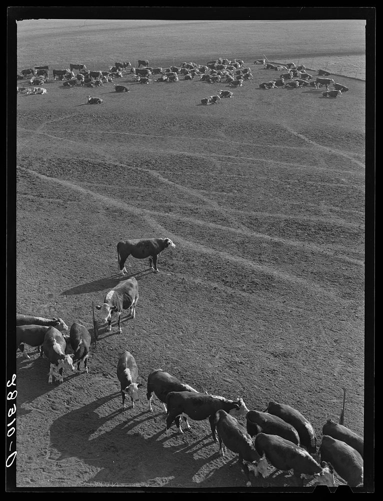 Hereford cattle. Grundy County, Iowa. Fred Coulter farm. Sourced from the Library of Congress.