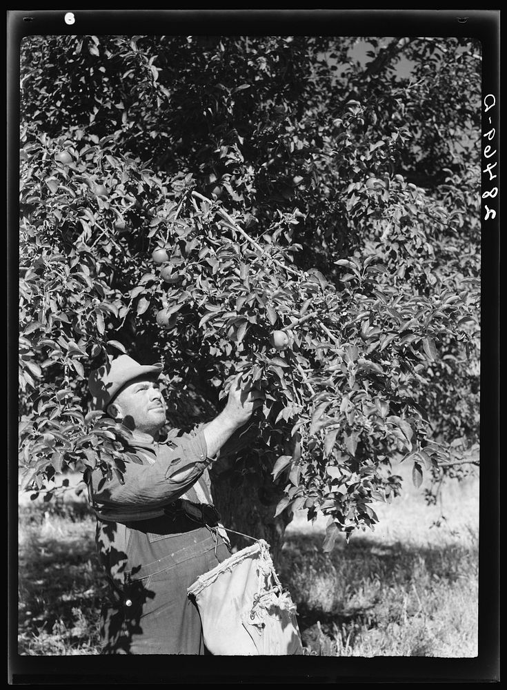 John Adams, FSA (Farm Security Administration) borrower, harvesting apples. Fremont County, Colorado. Sourced from the…