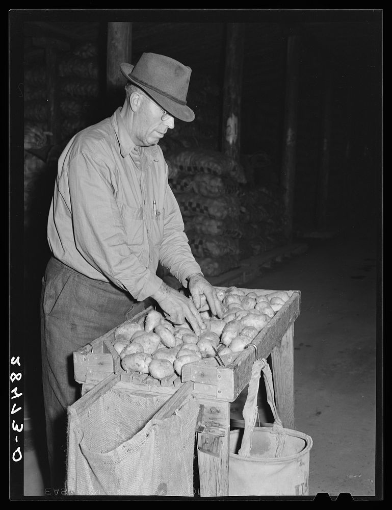 USDA (United States Department of Agriculture) inspector grades potatoes. Monte Vista, Colorado. Sourced from the Library of…
