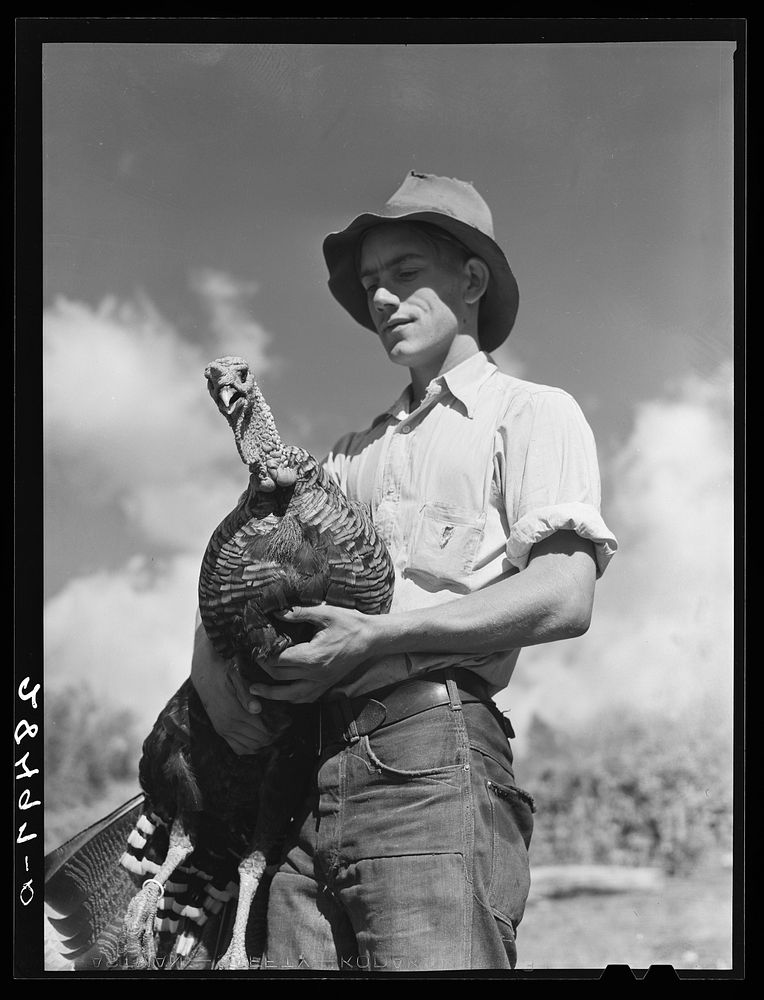 Paul Arnold, son of FSA (Farm Security Administration) client. Chaffee County, Colorado. Herding turkeys. Sourced from the…