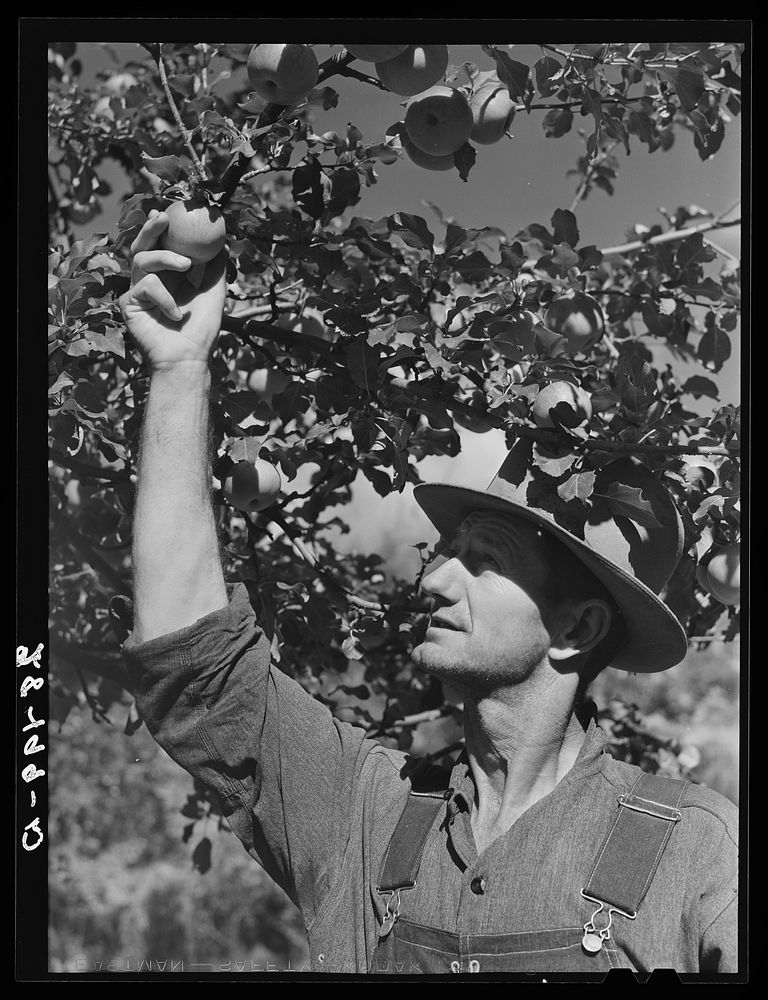 George Arnold, FSA (Farm Security Administration) client, Chaffee County, Colorado, holding apples raised on his farm.…