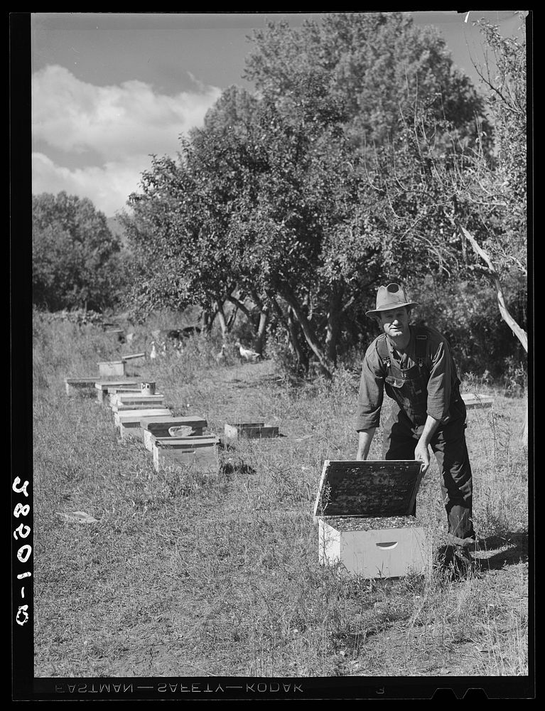 George Arnold, FSA (Farm Security Administration) rehabilitation client, with bees. Chaffee County, Colorado. Sourced from…