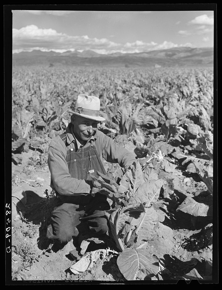 Serepio Medina, FSA (Farm Security Administration) rehabilitation client, with cauliflower. Costilla County, Colorado.…