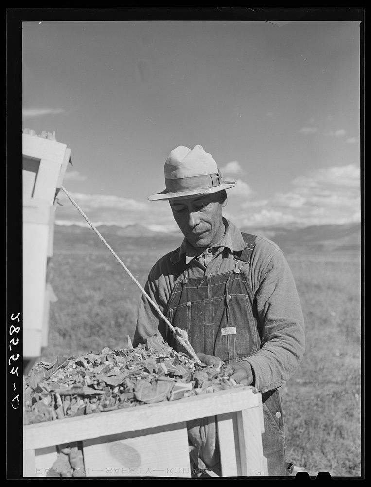 Serepio Medina with packed cauliflower. Costilla County, Colorado. Sourced from the Library of Congress.