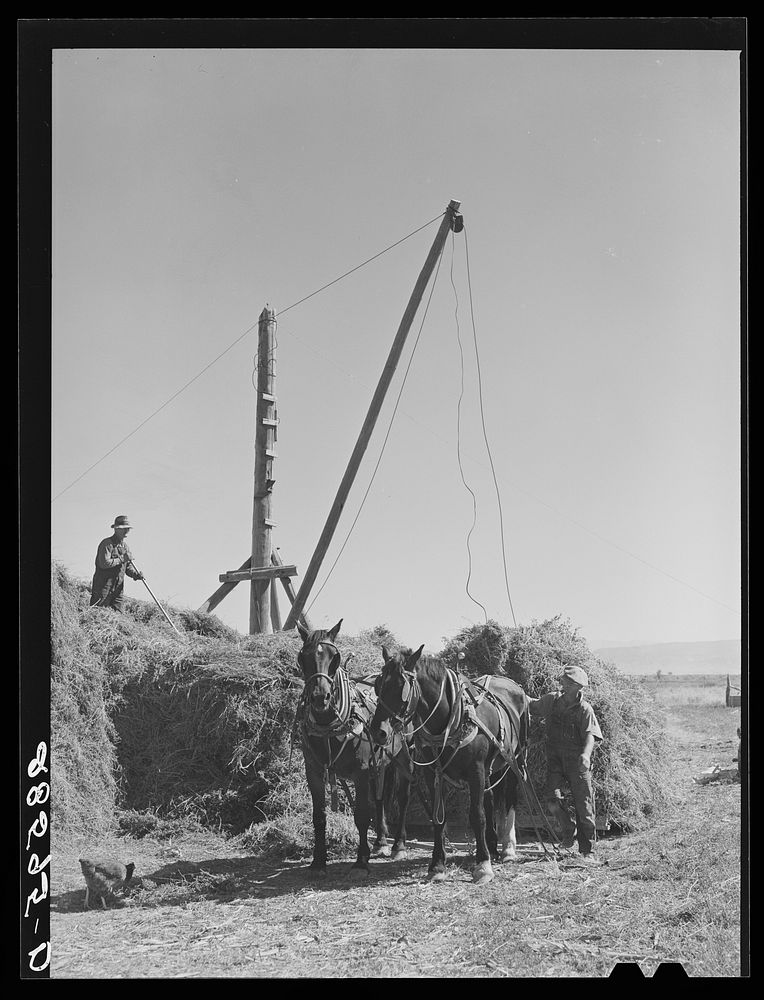 Haying on the farm of Jay Warner, FSA (Farm Security Administration) client. Western Slope Farms, Colorado. Sourced from the…