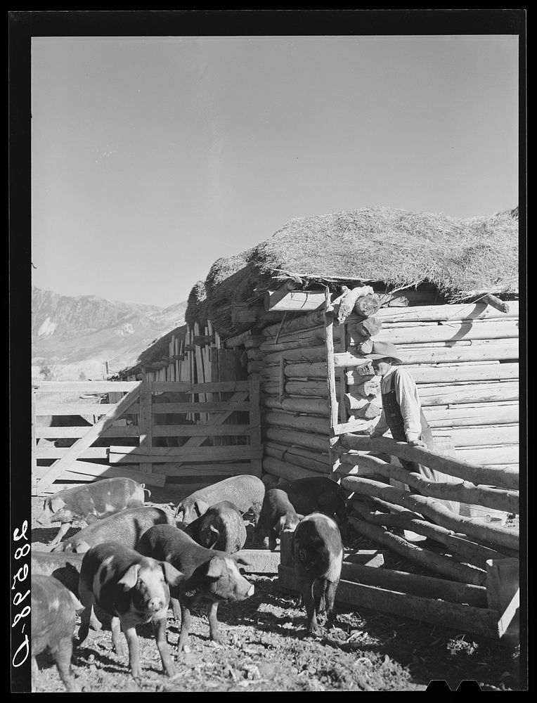 Farm scene with Tom Reilly, FSA (Farm Security Administration) borrower. Near Hotchkiss Colorado. Sourced from the Library…