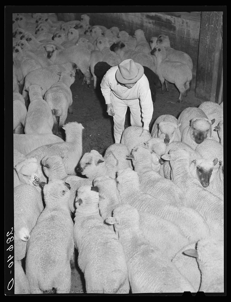 Marking sheep for fur. Stockyards, Denver, Colorado. Sourced from the Library of Congress.