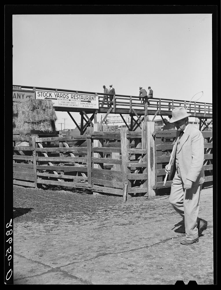 [Untitled photo, possibly related to: Cattlebuyer at stockyards. Denver, Colorado]. Sourced from the Library of Congress.
