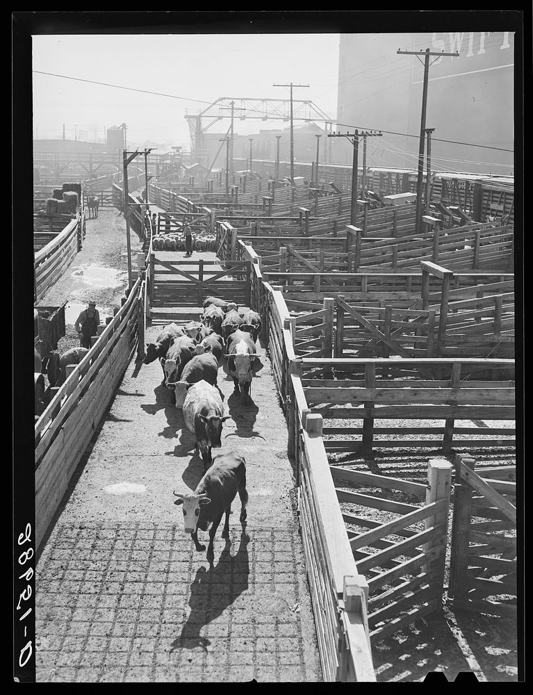 Cattle and sheep at railroad pens. Stockyards, Denver, Colorado. Sourced from the Library of Congress.