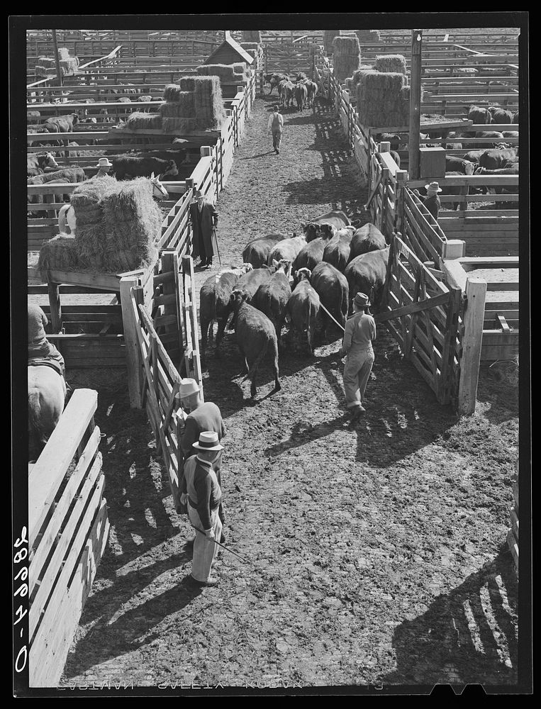 Transferring cattle to buyers' pens after a sale. Stockyards, Denver, Colorado. Sourced from the Library of Congress.