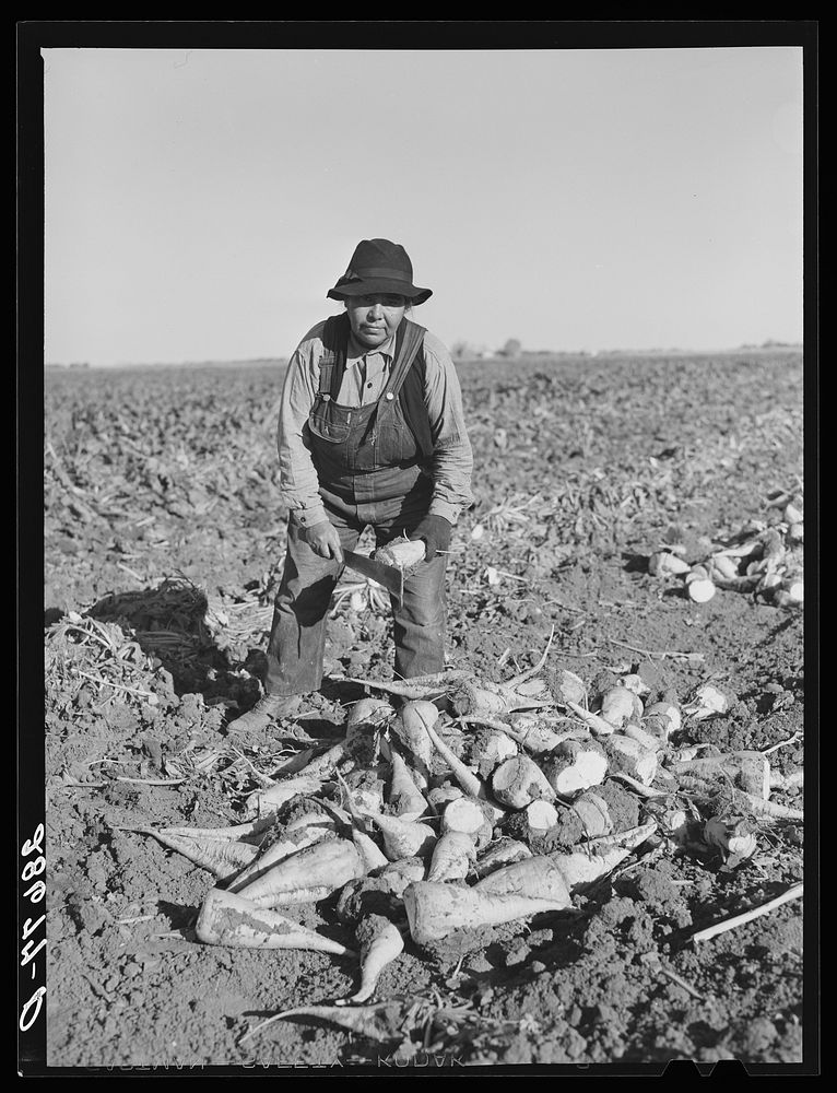 Woman field worker with topped sugar beets. Adams County, Colorado. Sourced from the Library of Congress.