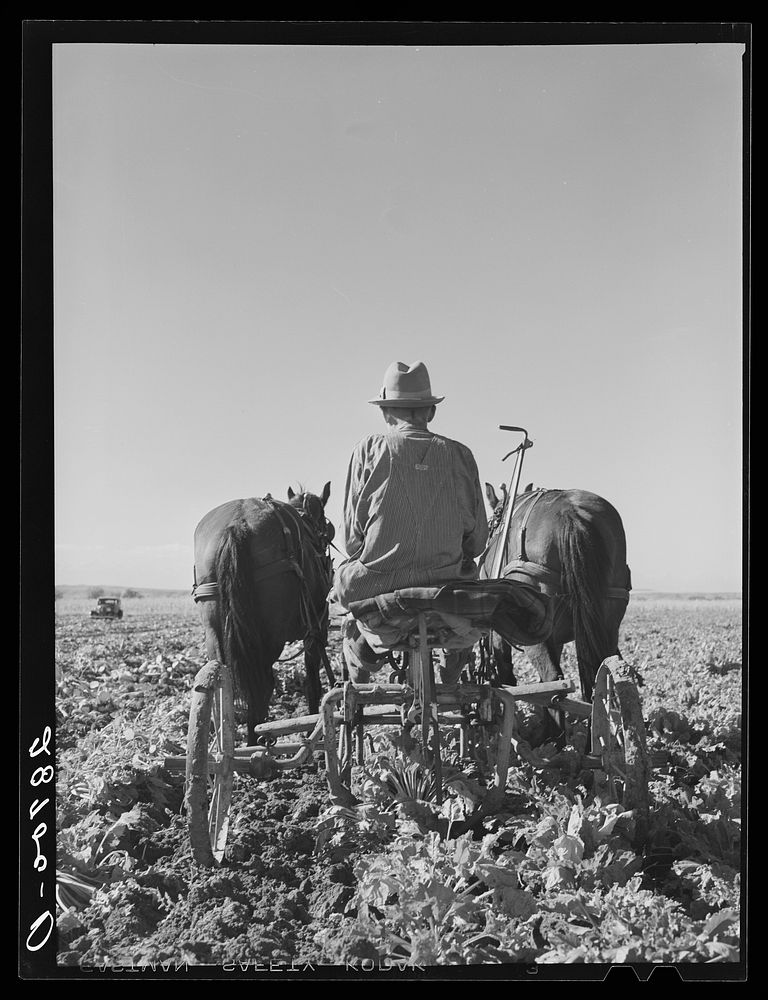 Sugar beet lifter. Adams County, Colorado. Sourced from the Library of Congress.