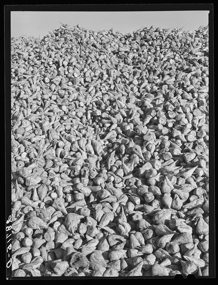 Sugar beets. Adams County, Colorado. Sourced from the Library of Congress.