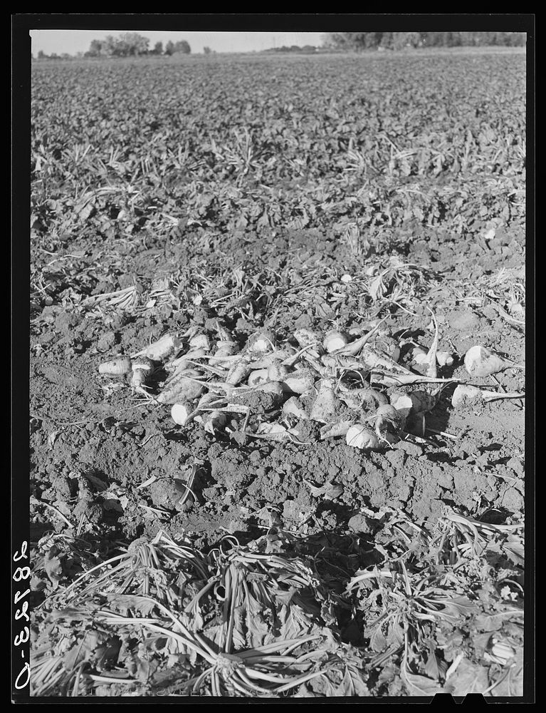 Topped sugar beets in the field. Adams County, Colorado. Sourced from the Library of Congress.