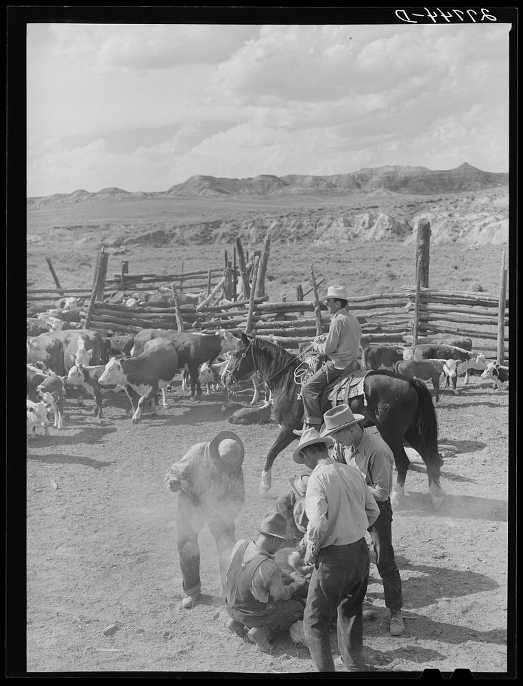 Branding. William Tonn ranch, Custer County, Montana. Sourced from the Library of Congress.