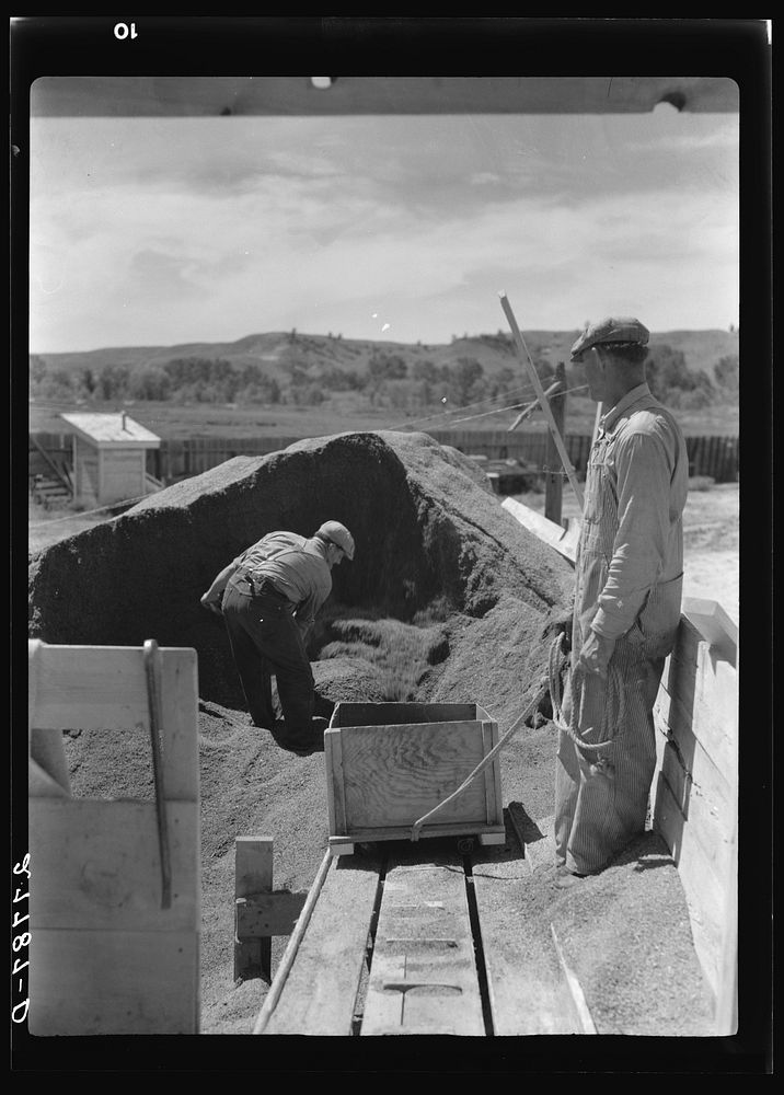 Preparing poison bait in grasshopper control program. Forsyth, Montana. Sourced from the Library of Congress.