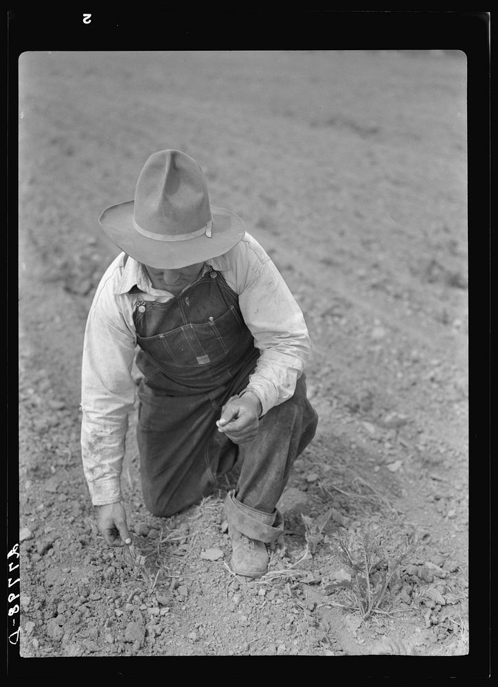 Sugar beet plant damaged by grasshoppers. Forsyth, Montana. Sourced from the Library of Congress.