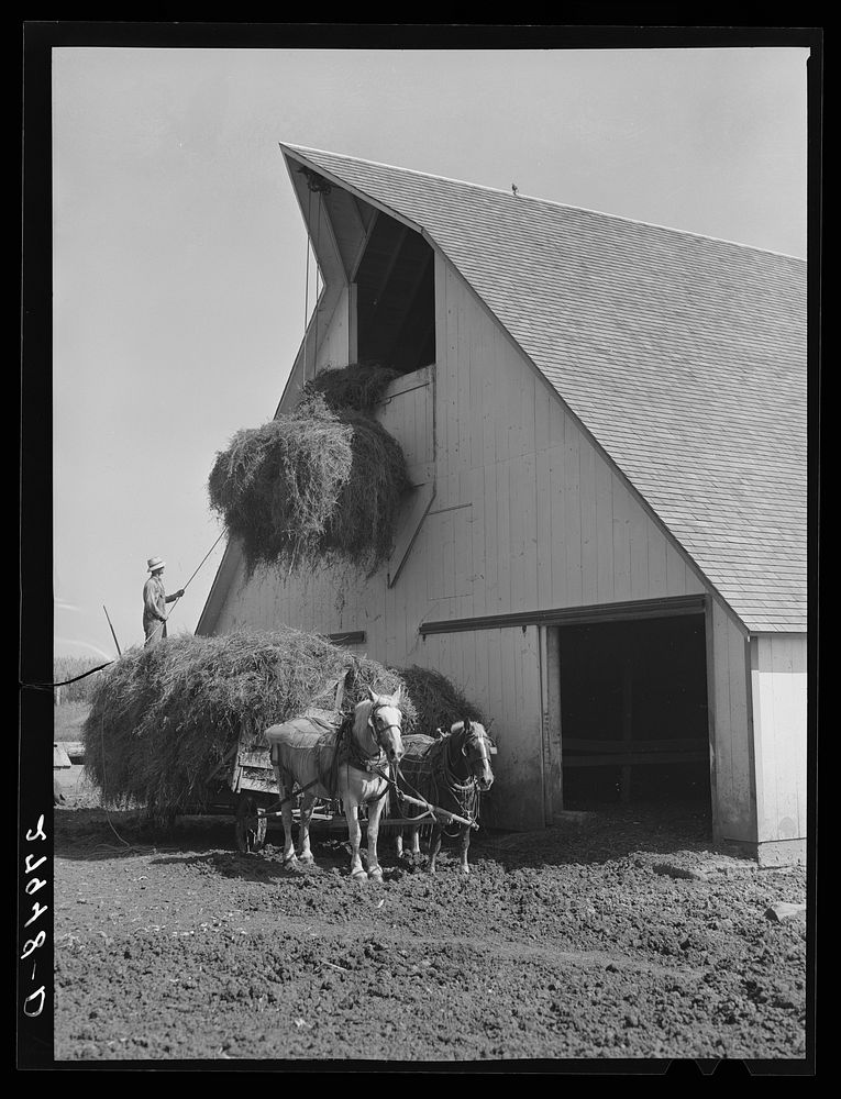 Filling the hayloft. Maxwell farm, Jasper County, Iowa. Sourced from the Library of Congress.
