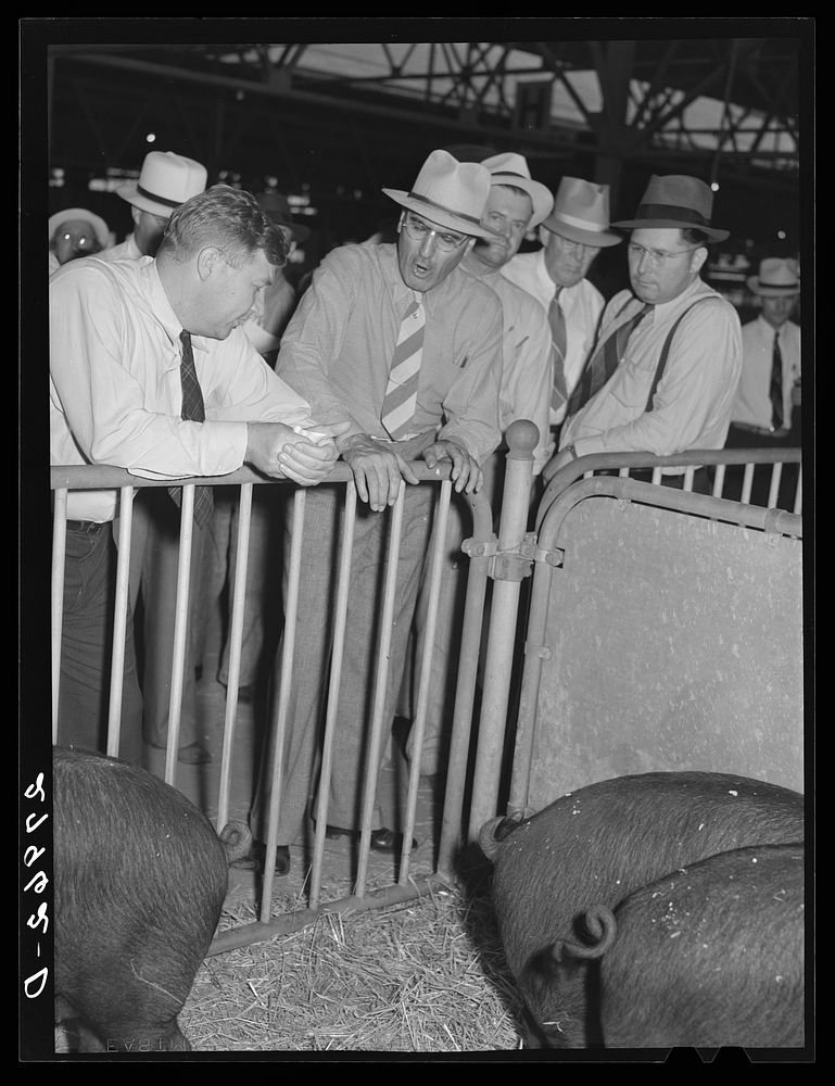 Hog auction. Iowa State Fair, Des Moines, Iowa. Sourced from the Library of Congress.