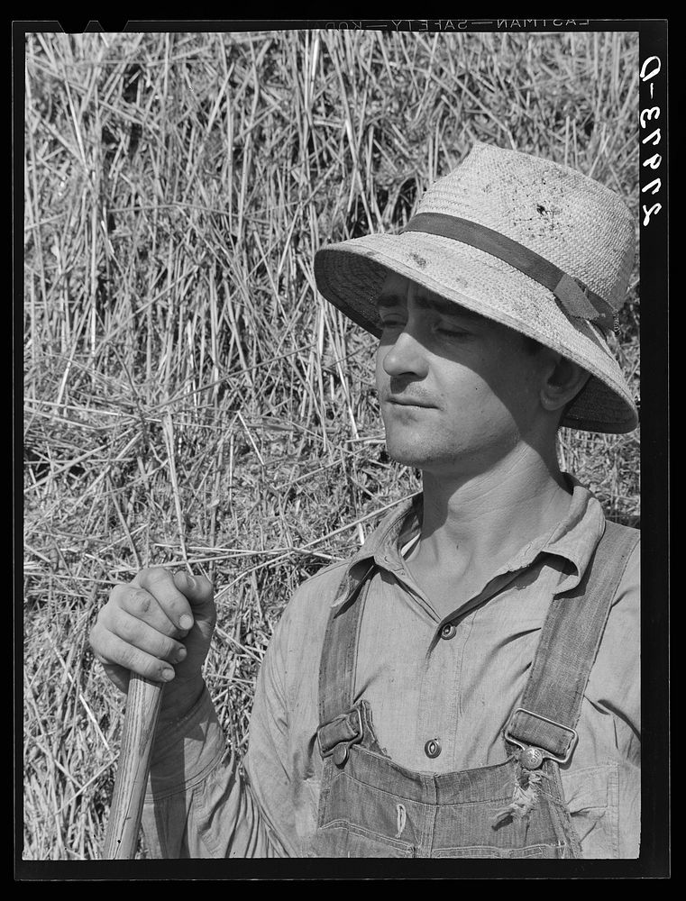 [Untitled photo, possibly related to: Timothy seed. Jasper County, Iowa]. Sourced from the Library of Congress.