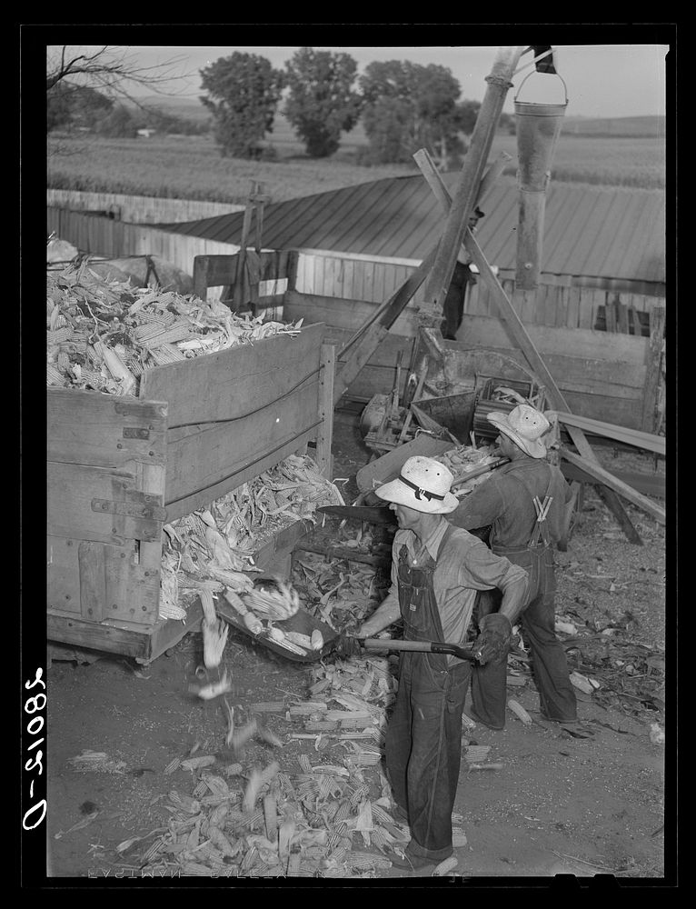 Grinding corn for cattle feed. Leo Gannon farm, Jasper County, Iowa. Sourced from the Library of Congress.