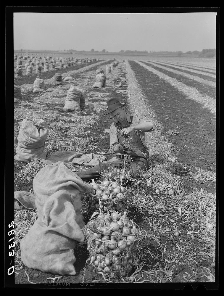 Onion picker. Rice County, Minnesota. Sourced from the Library of Congress.