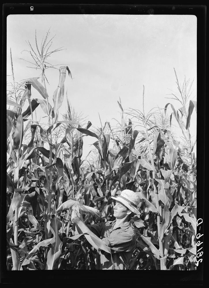 Ernest Maxwell with hybrid corn. Jasper County, Iowa. Sourced from the Library of Congress.