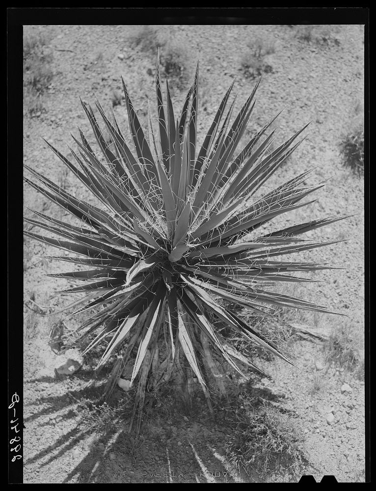 [Untitled photo, possibly related to: Yucca. Clark County, Nevada]. Sourced from the Library of Congress.