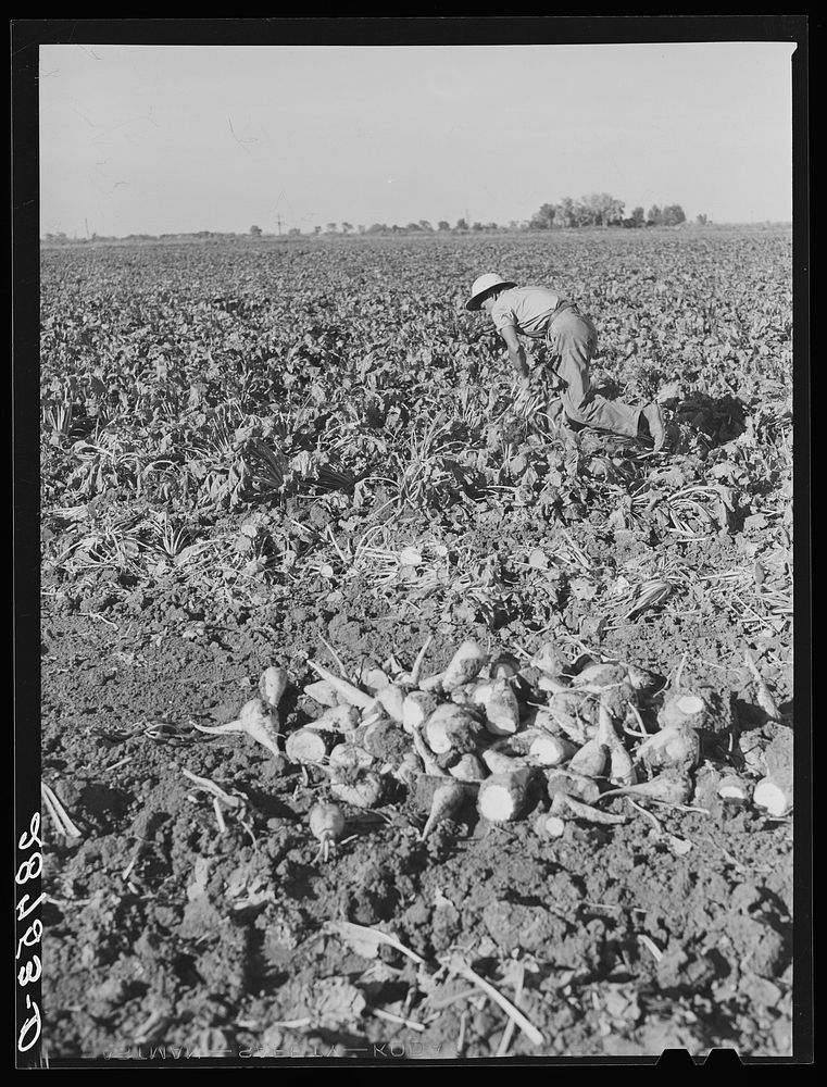 Workers in sugar beet field. Adams County, Colorado. Sourced from the Library of Congress.