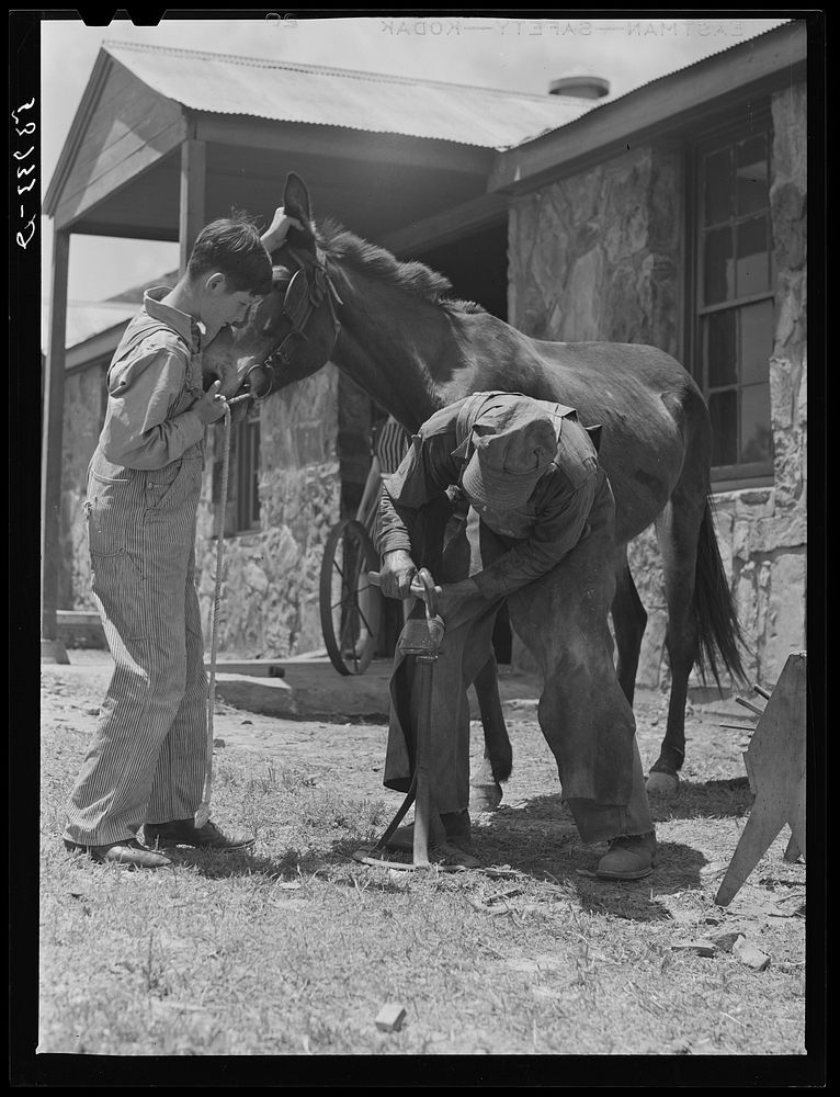 Shoeing a mule at community service center. Faulkner County, Centerville, Arkansas (see general caption). Sourced from the…