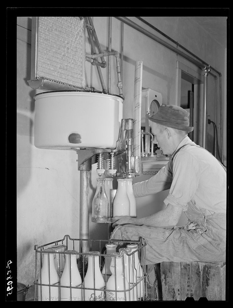 [Untitled photo, possibly related to: E.O. Foster's son bottling milk in their Caswell Dairy pasteurizing plant. He is a FSA…