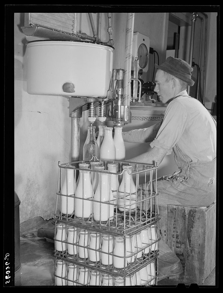 E.O. Foster's son bottling milk in their Caswell Dairy pasteurizing plant. He is a FSA (Farm Security Administration) tenant…