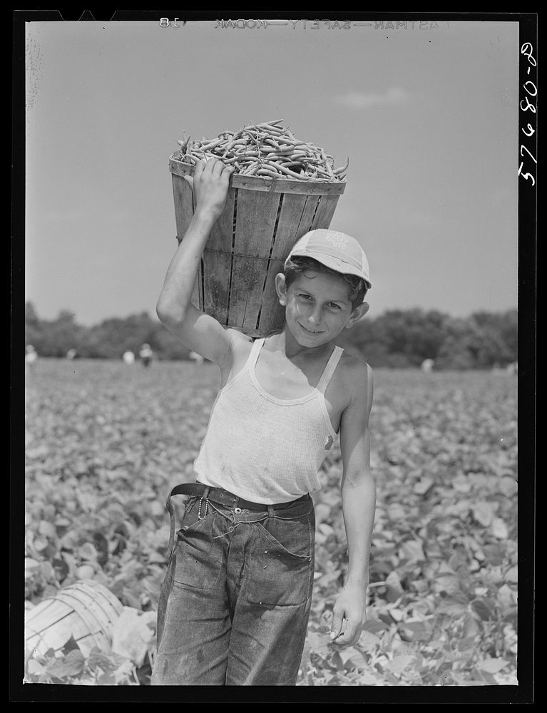 Italian day laborer carrying basket full of beans from the field to the road where they will be weighed on scales and picked…