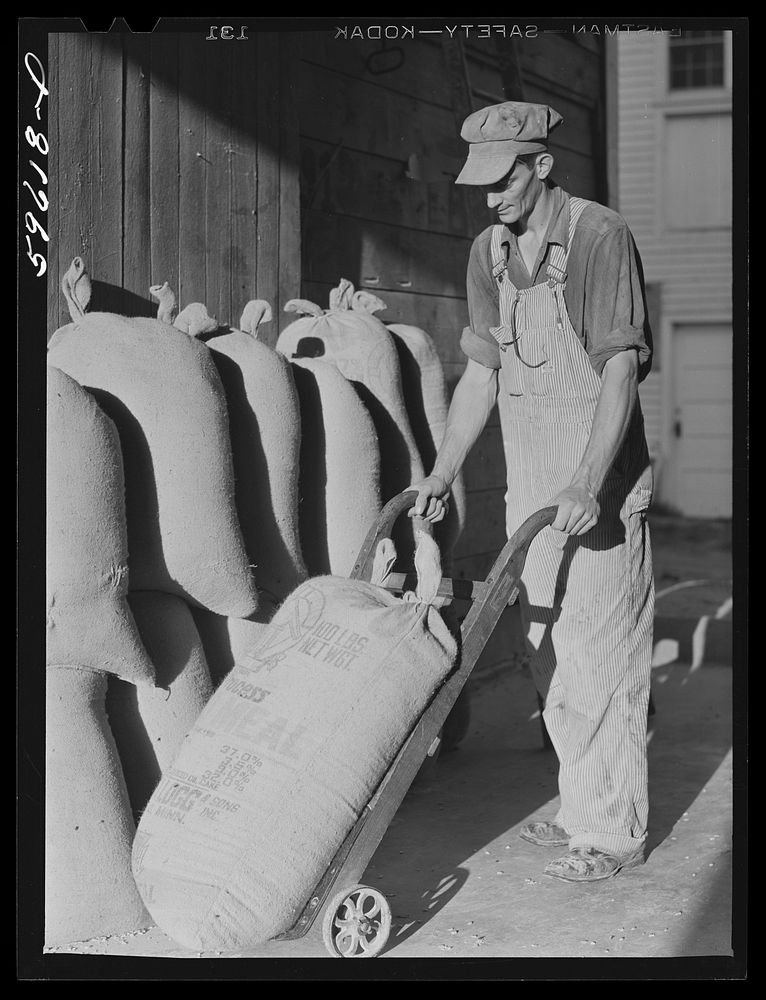 Harvey Renninger, in charge of purchasing and marketing enterprise, with feed ground in the mill. Two Rivers Non-Stock…