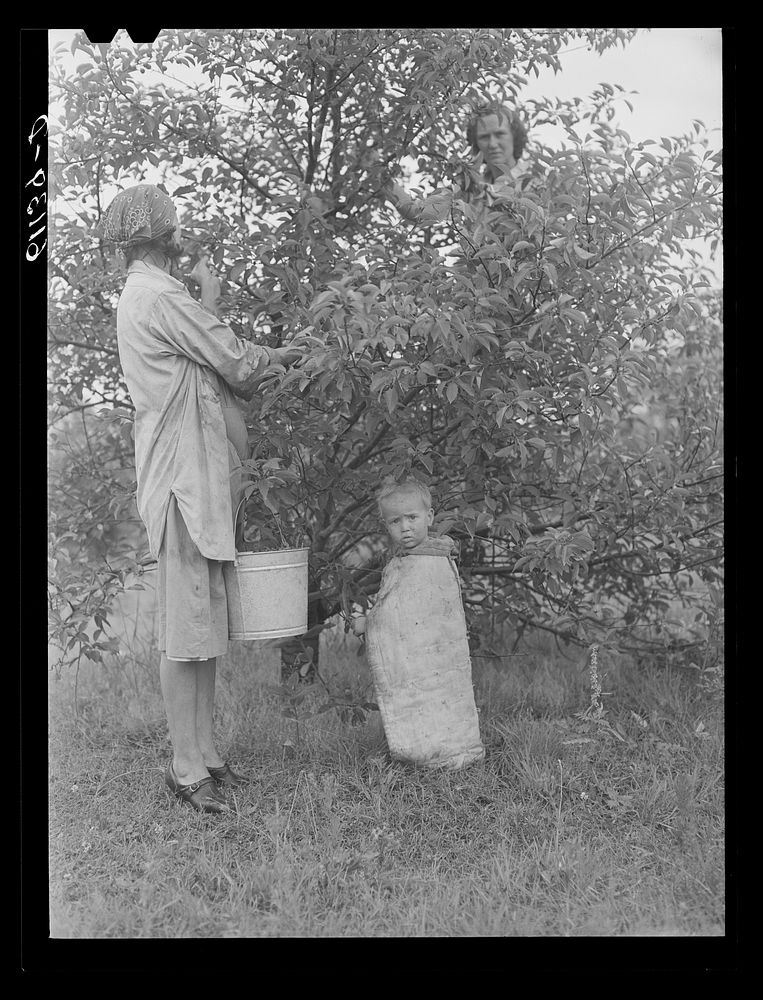 Children accompany parents to the field during cherry picking season as there is no one at home to care for them. Berrien…