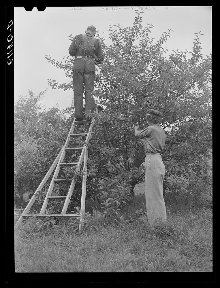 Cherry pickers. Berrien County, Michigan. Sourced from the Library of Congress.