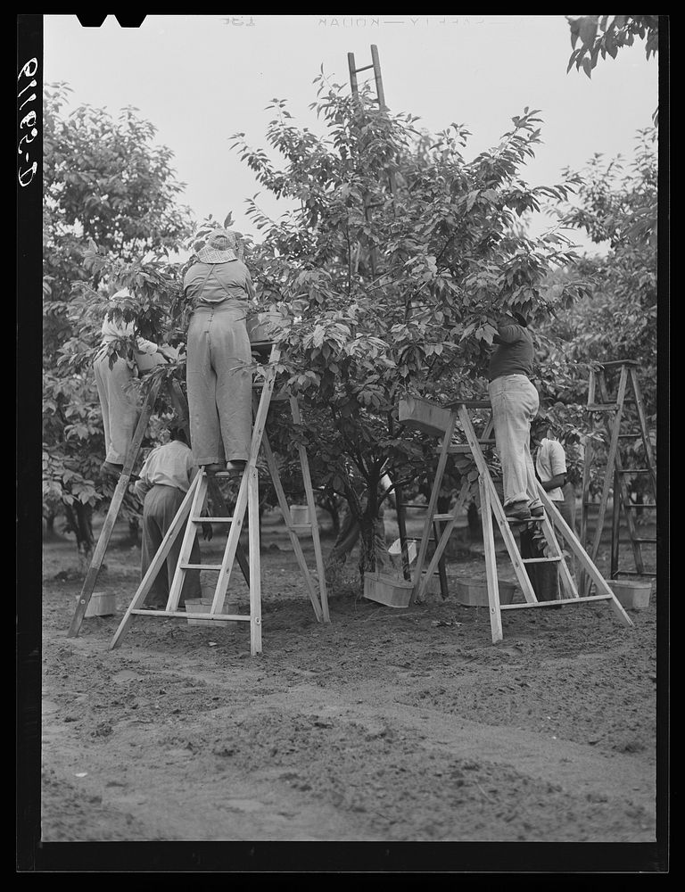 [Untitled photo, possibly related to: Cherry pickers. Berrien County, Michigan]. Sourced from the Library of Congress.