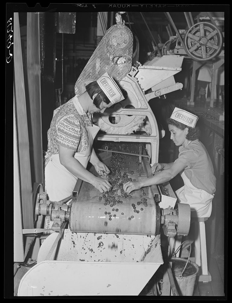 End of the beltline of women removing defective cherries and stems. Canning plant. Sturgeon Bay, Wisconsin. Sourced from the…
