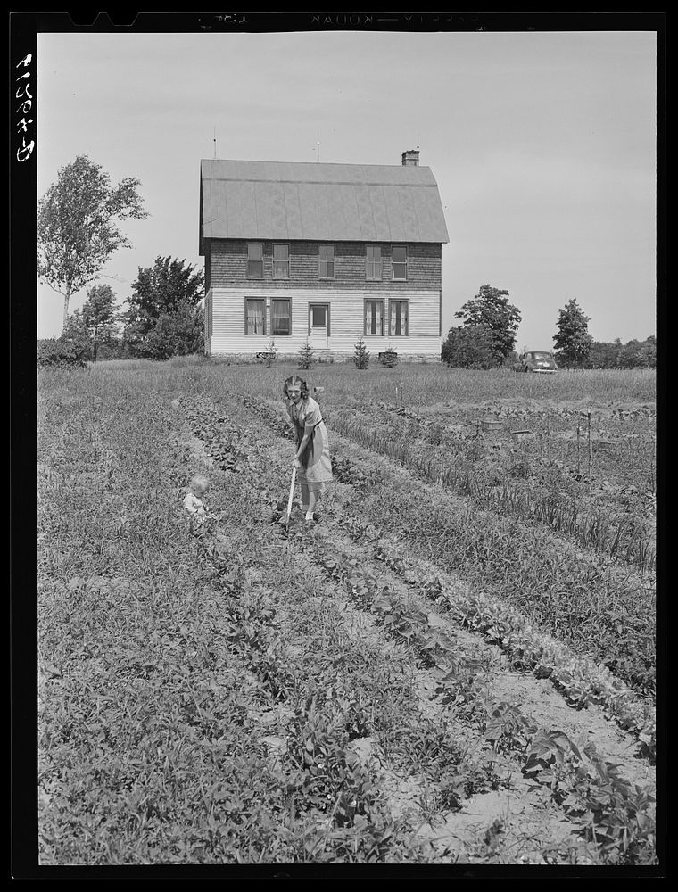 Wife of FSA (Farm Security Administration) borrower working in garden. Door County, Wisconsin. Sourced from the Library of…