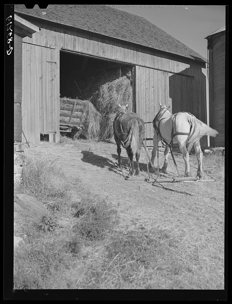 [Untitled photo, possibly related to: Loading hay into loft by means of pulley. Door County, Wisconsin]. Sourced from the…