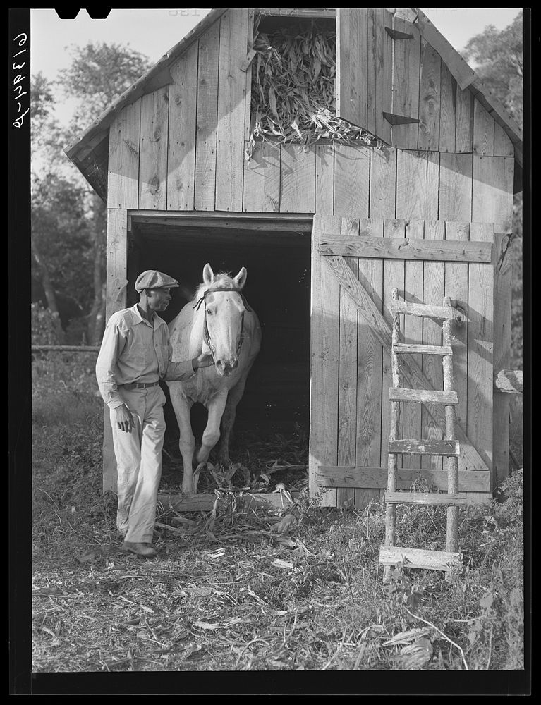James Bush with horse which is owned cooperatively by three farmers near Saint Inigoes, Saint Mary's County, Maryland.…