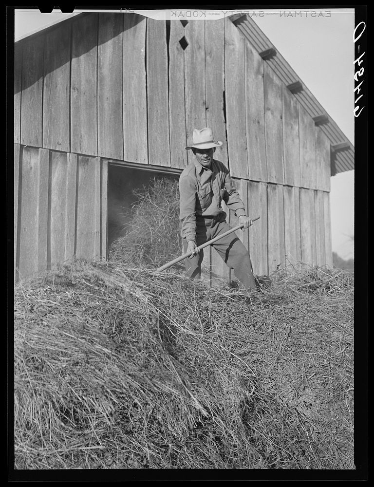 Joe Coperning loading hay into his barn. Ross County, Ohio. Sourced from the Library of Congress.