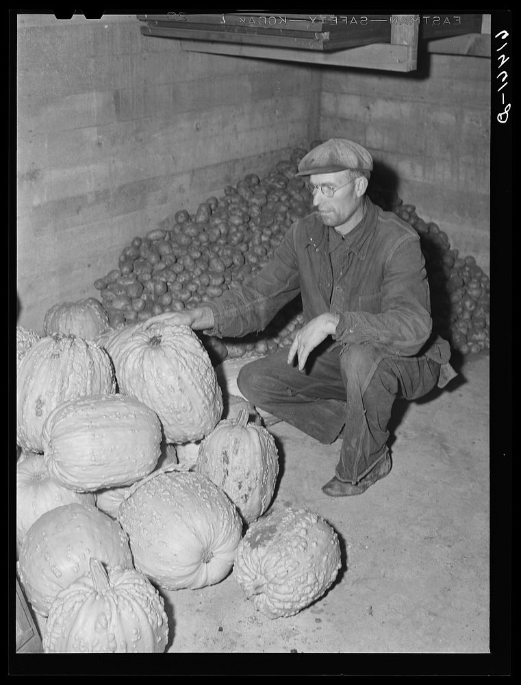 Mr. Hersch with pumpkins grown on his farm. Red River Valley Farms, North Dakota. Sourced from the Library of Congress.