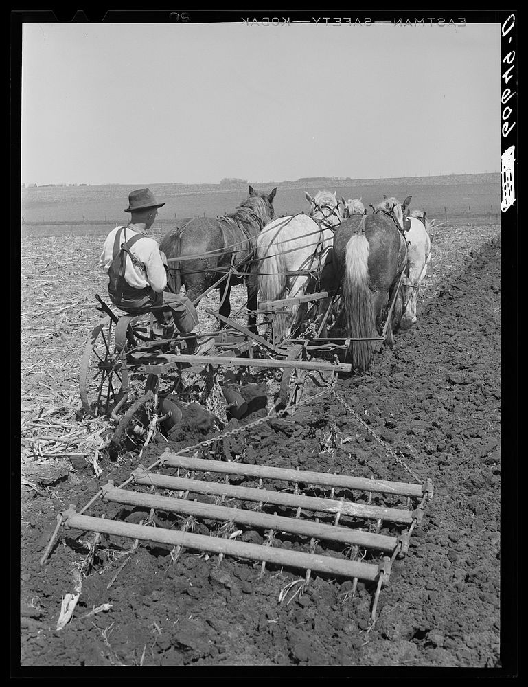 Operating plow and harrowing with team of horses. Grundy County, Iowa. Use of harness for plowing is rare in Grundy County…